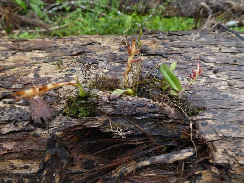 Bulbophyllum carnosisepalum