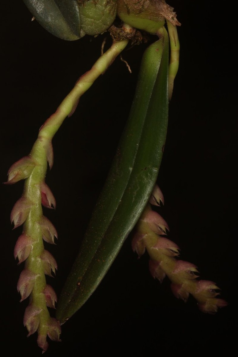 Bulbophyllum carnosisepalum photo 2