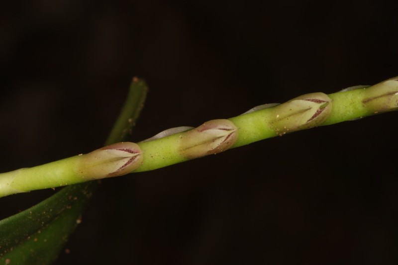 Bulbophyllum carnosisepalum photo 3