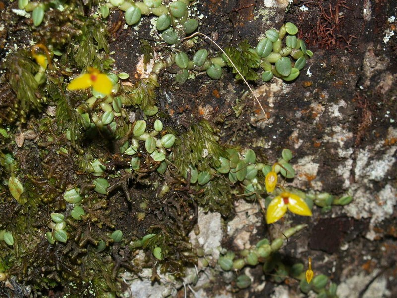 Bulbophyllum catenarium