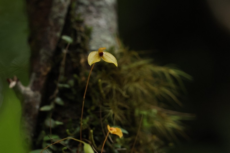 Bulbophyllum catenarium photo 2