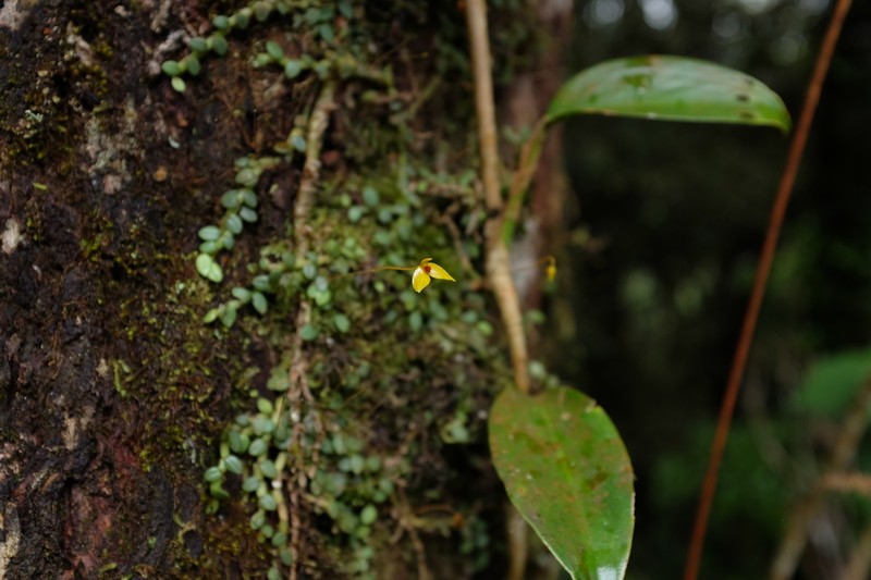 Bulbophyllum catenarium photo 3