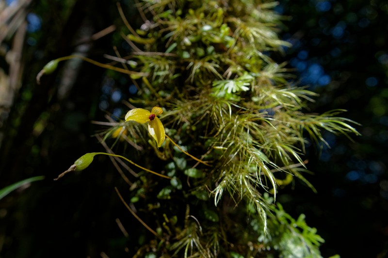 Bulbophyllum catenarium photo 4
