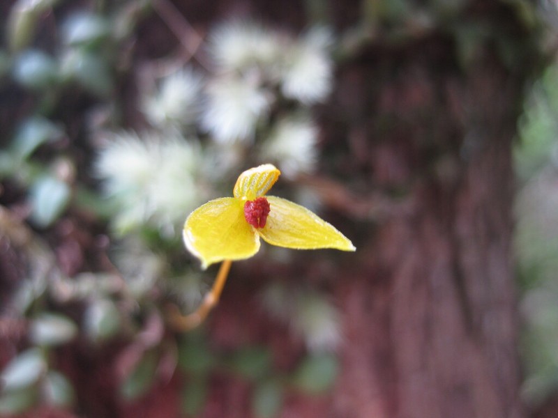 Bulbophyllum catenarium photo 5