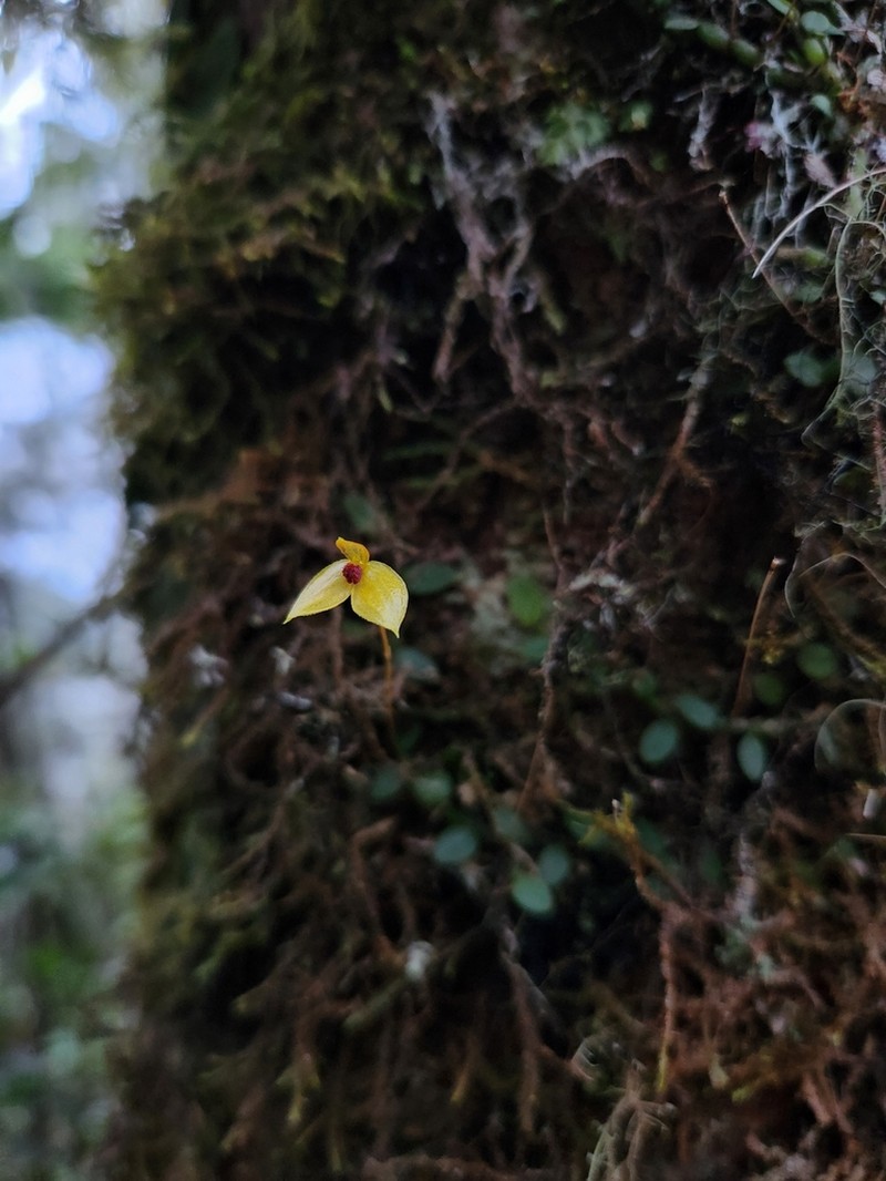 Bulbophyllum catenarium photo 6