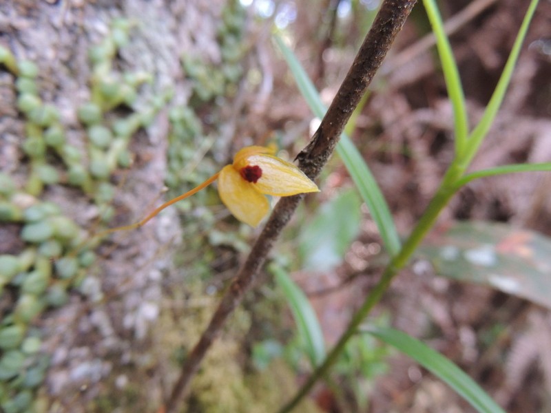 Bulbophyllum catenarium photo 7