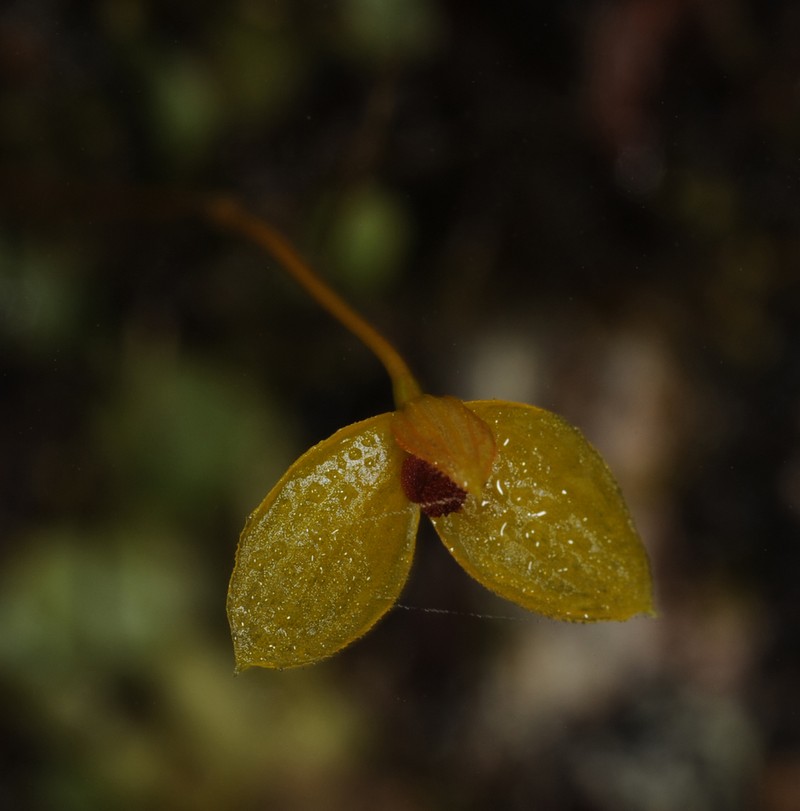 Bulbophyllum catenarium photo 8
