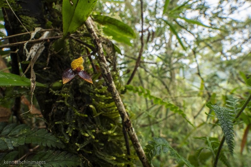 Bulbophyllum catenulatum photo 2