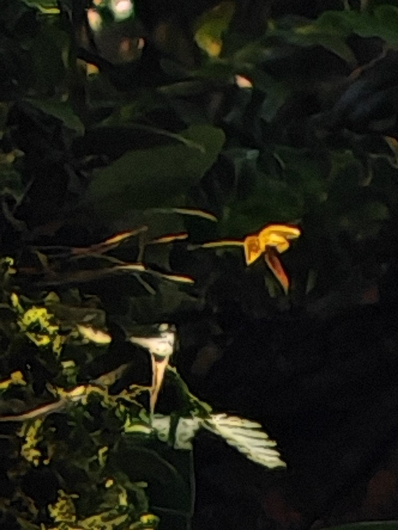 Bulbophyllum catenulatum photo 3