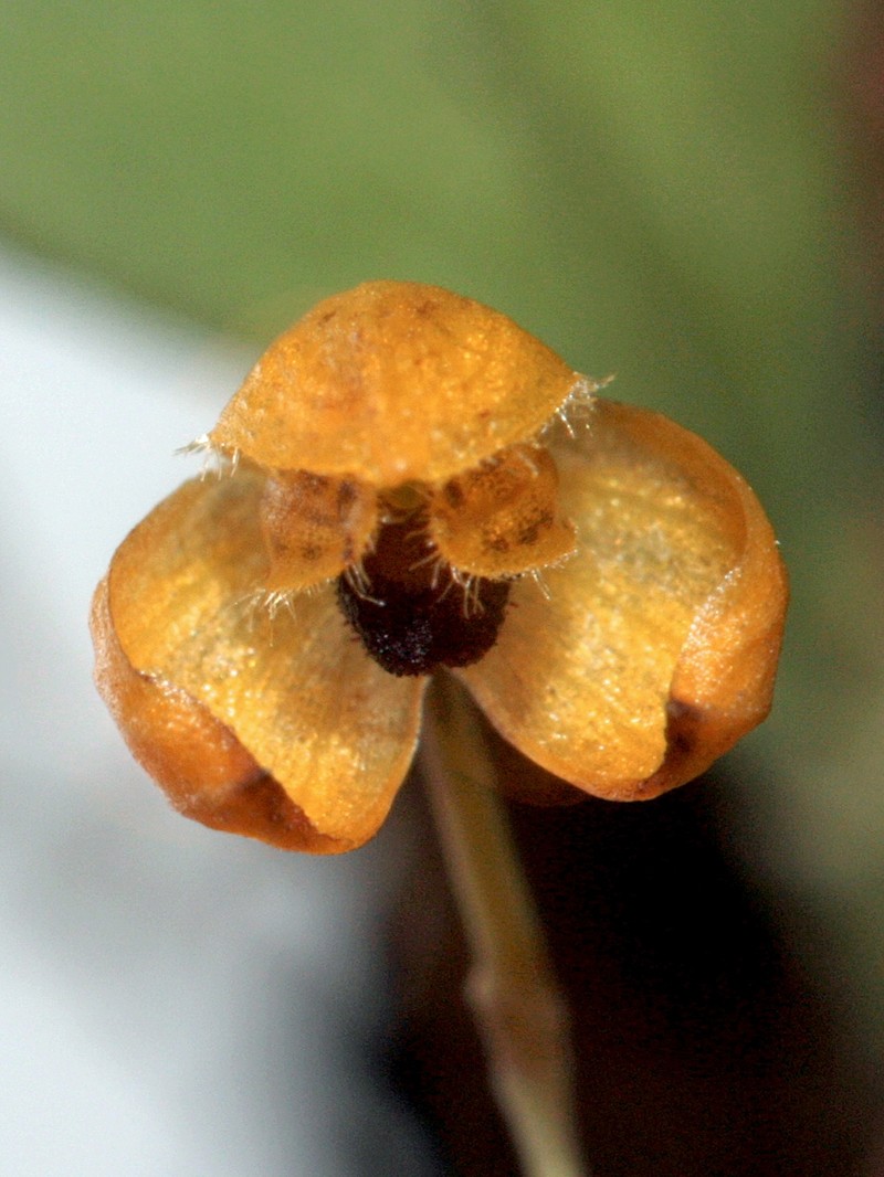 Bulbophyllum catenulatum photo 4