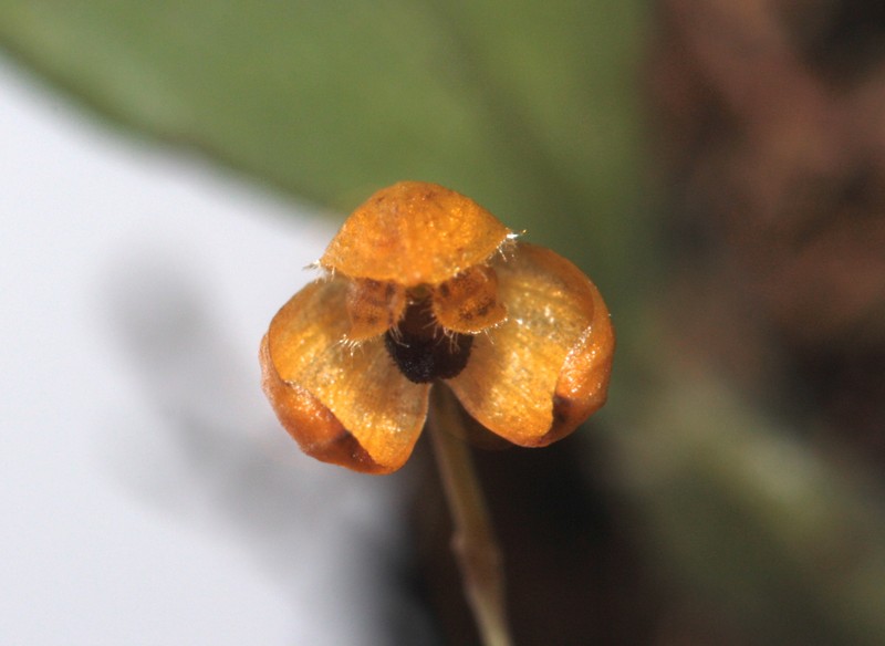 Bulbophyllum catenulatum photo 5