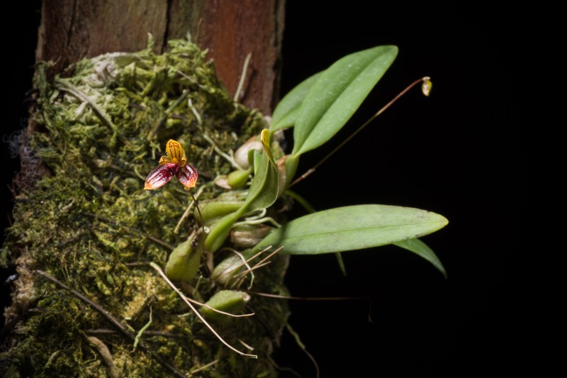 Bulbophyllum catenulatum photo 6