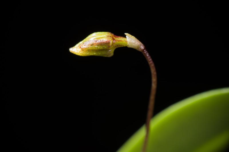 Bulbophyllum catenulatum photo 7