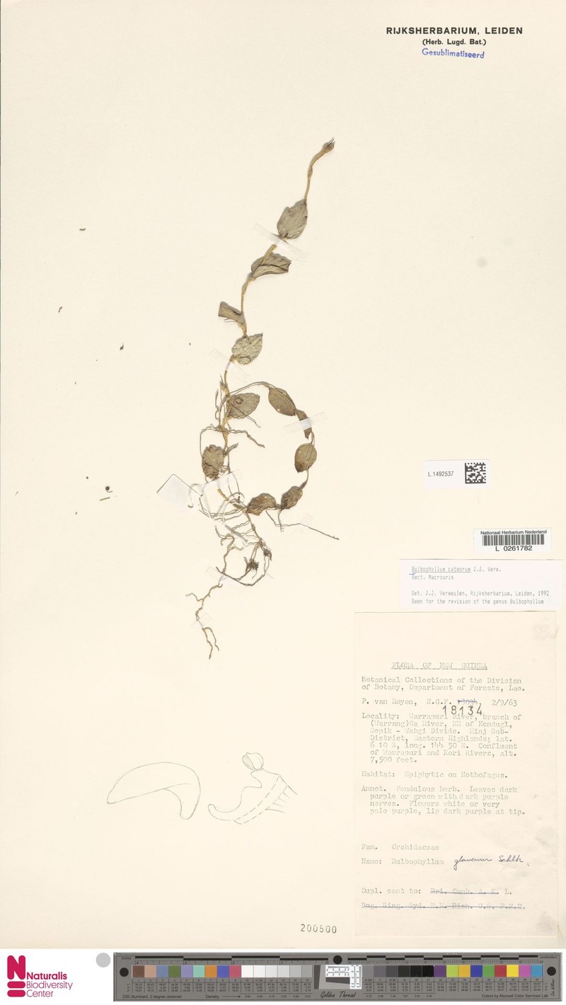Bulbophyllum cateorum