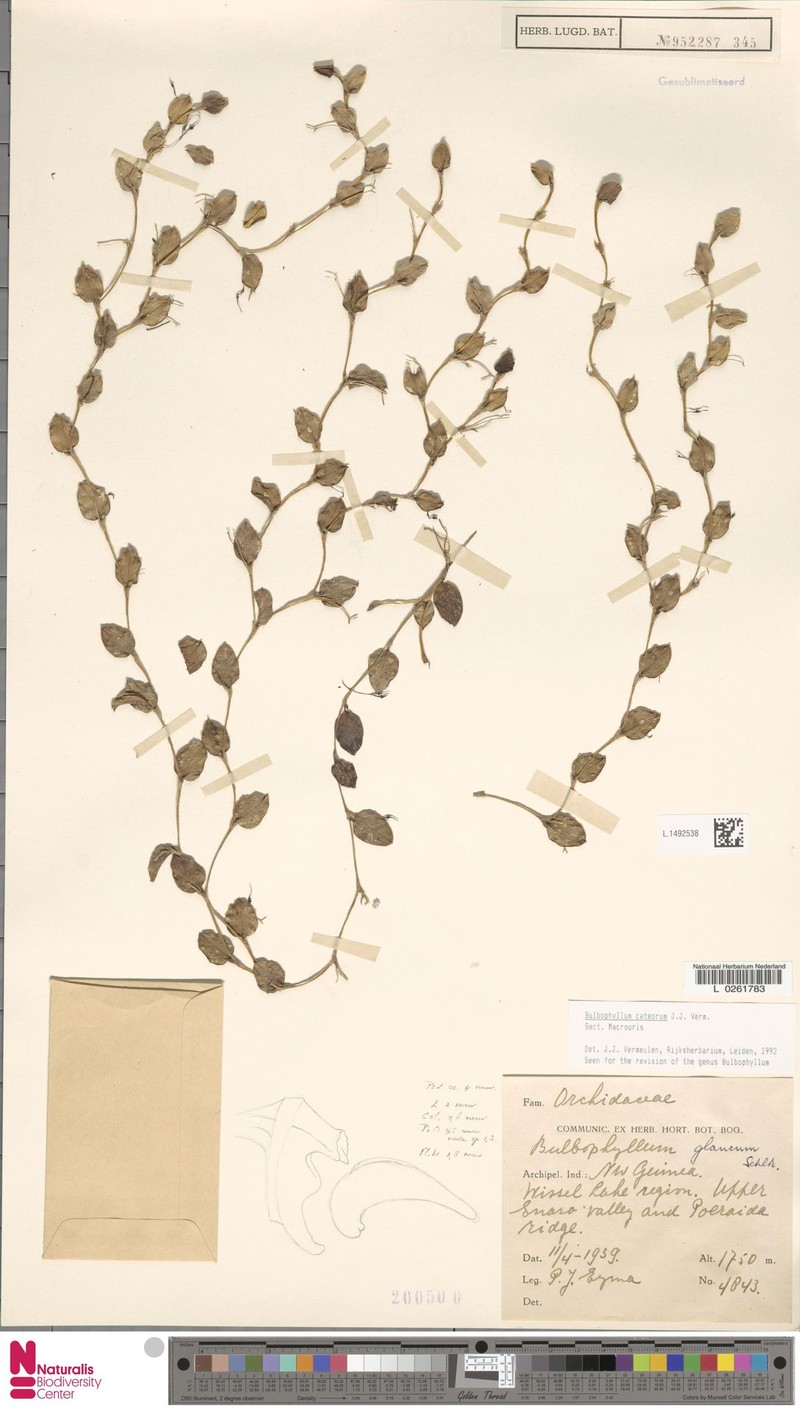 Bulbophyllum cateorum photo 2
