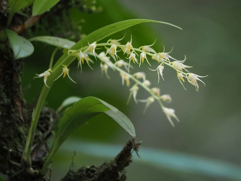 Bulbophyllum caudatisepalum