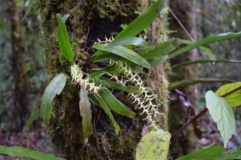 Bulbophyllum caudatisepalum photo 2