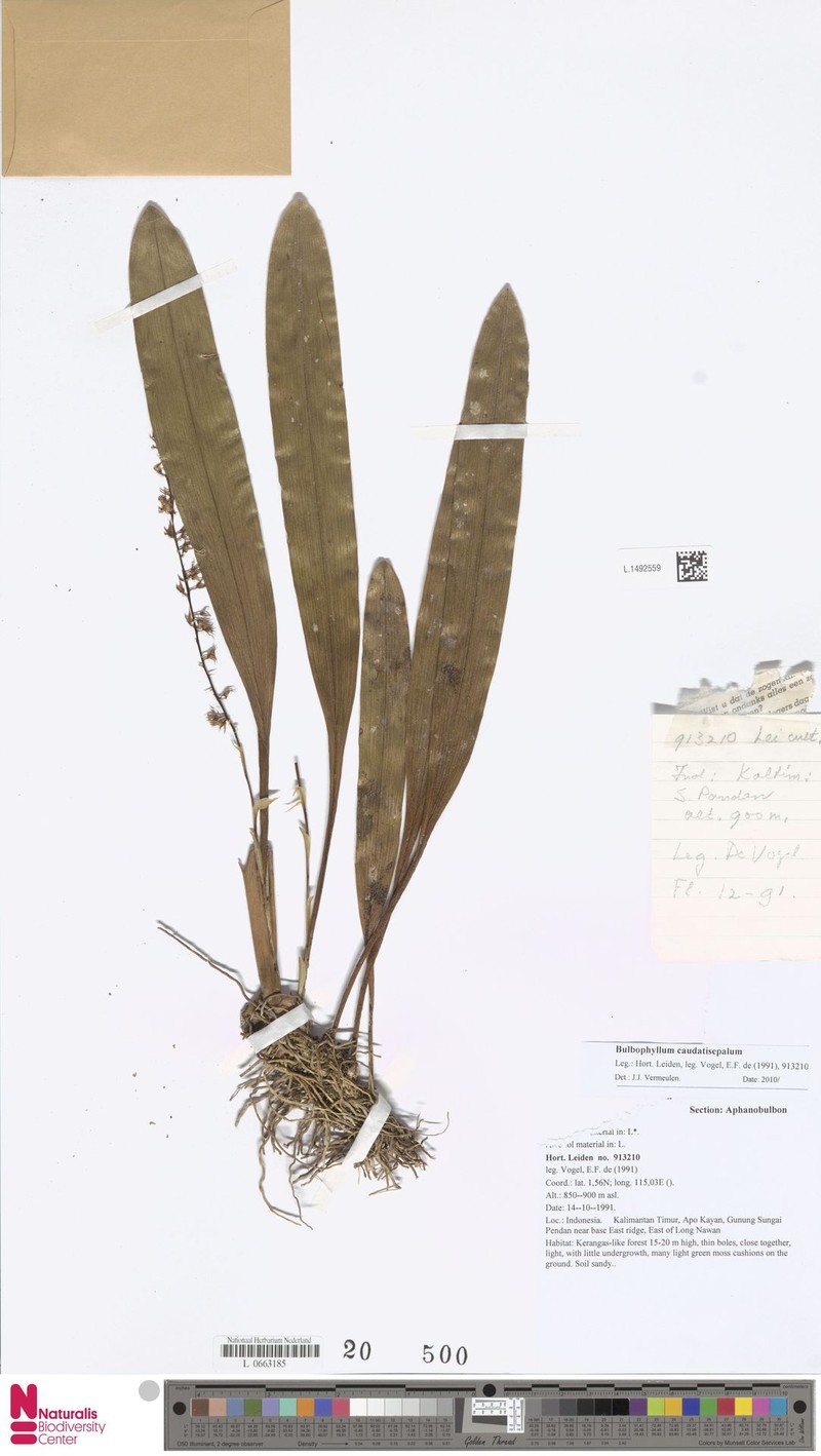 Bulbophyllum caudatisepalum photo 3