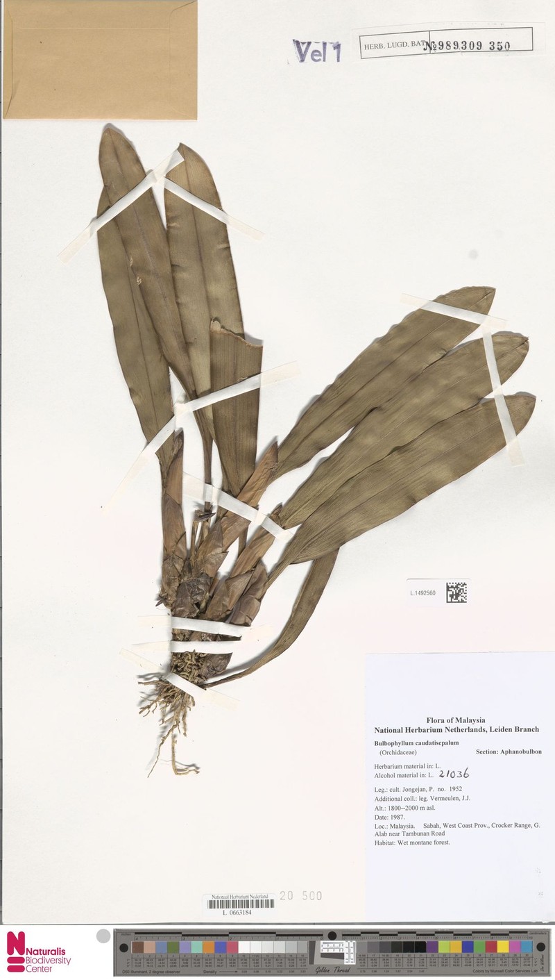 Bulbophyllum caudatisepalum photo 4