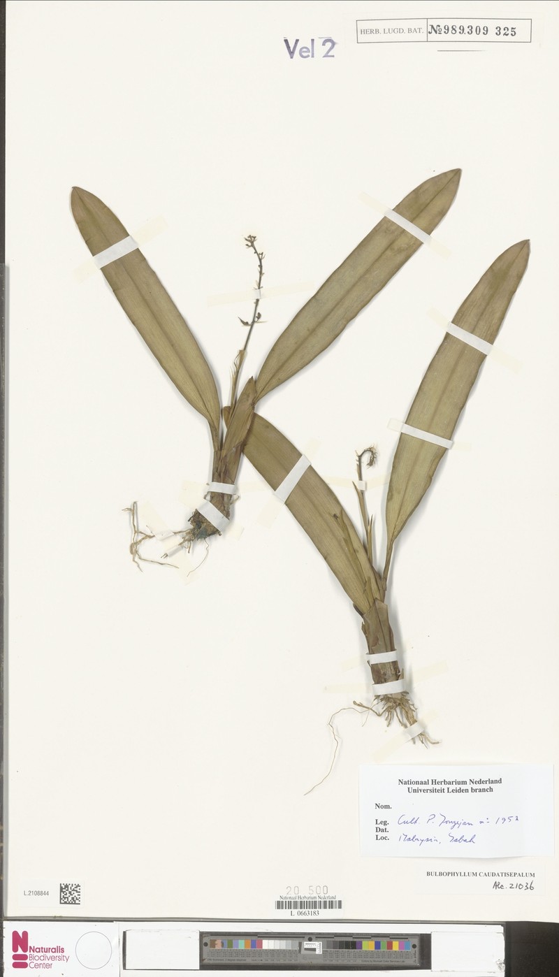 Bulbophyllum caudatisepalum photo 5