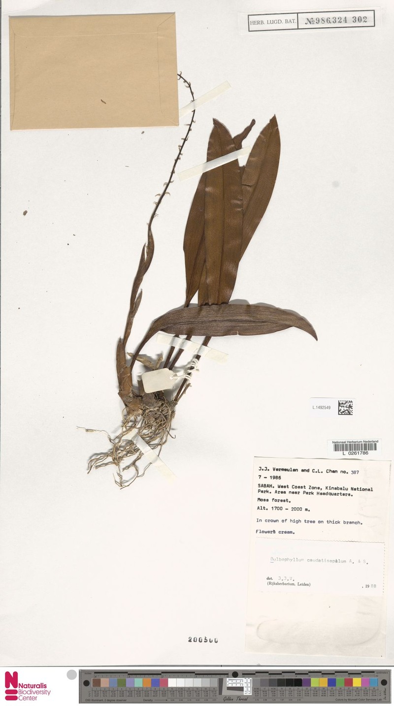 Bulbophyllum caudatisepalum photo 6