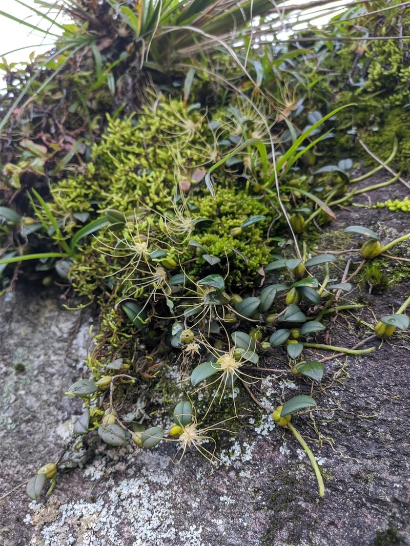 Bulbophyllum caudatum