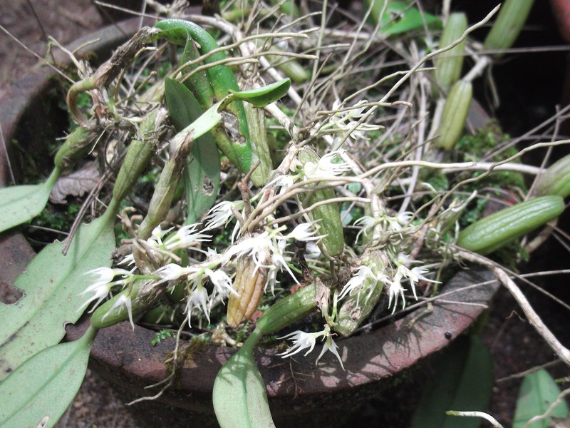 Bulbophyllum cauliflorum