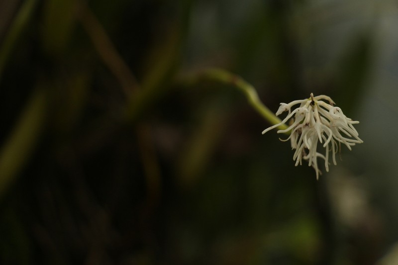 Bulbophyllum cauliflorum photo 2