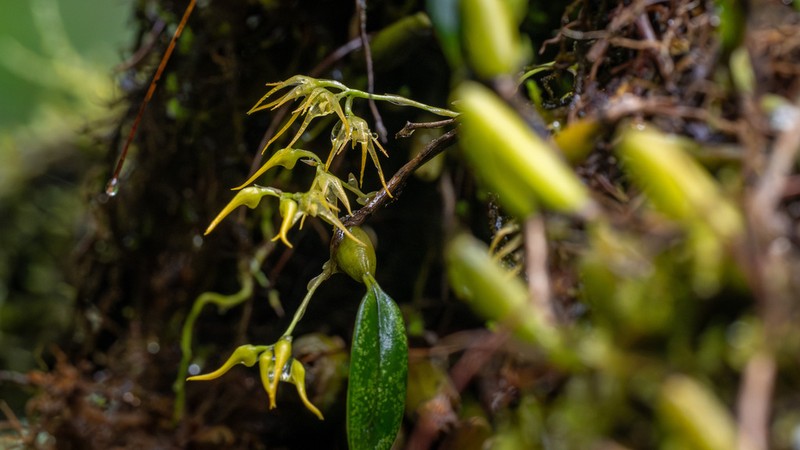 Bulbophyllum cauliflorum photo 4