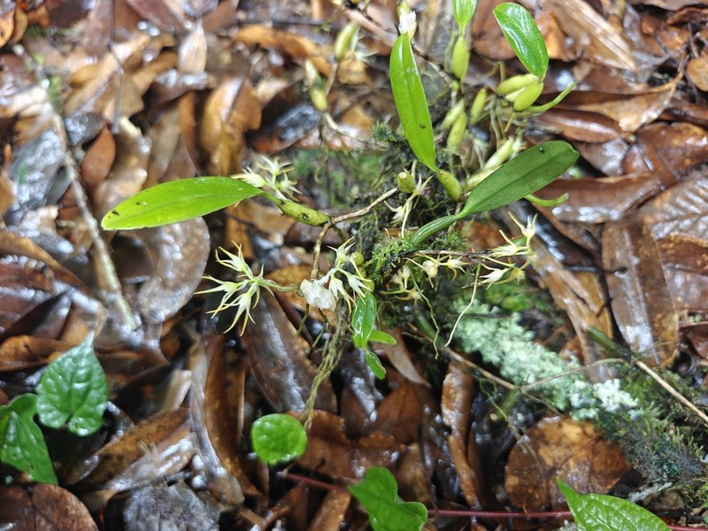 Bulbophyllum cauliflorum photo 5