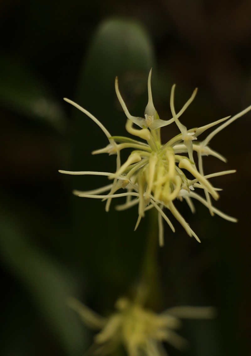 Bulbophyllum cauliflorum photo 6