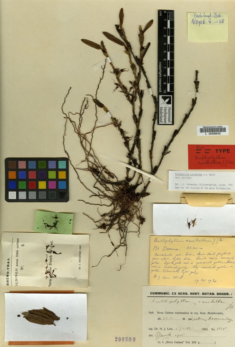 Bulbophyllum cavibulbum