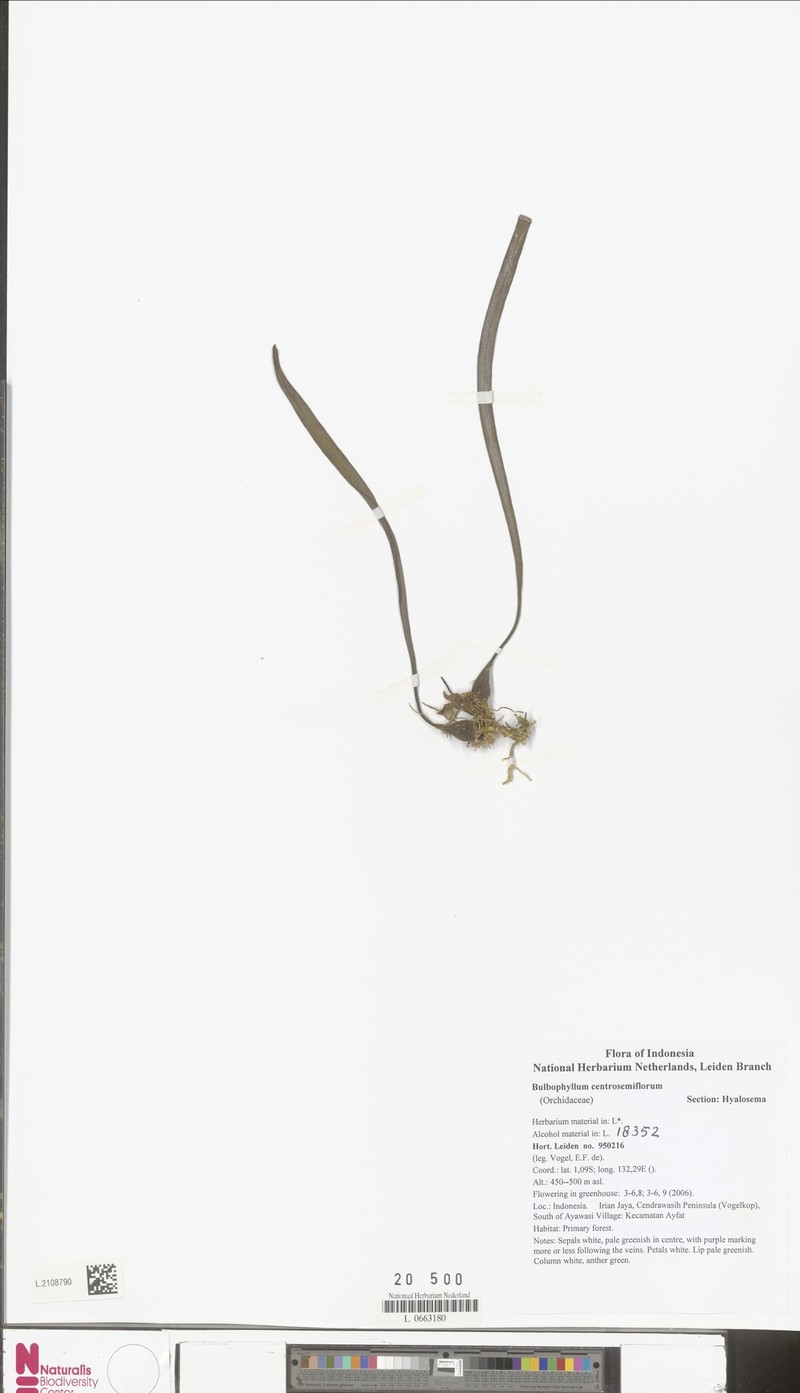 Bulbophyllum centrosemiflorum