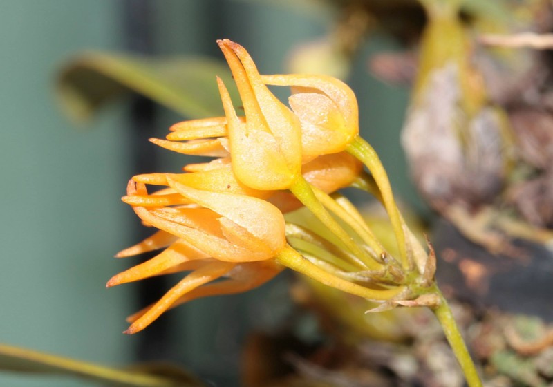 Bulbophyllum cephalophorum photo 2