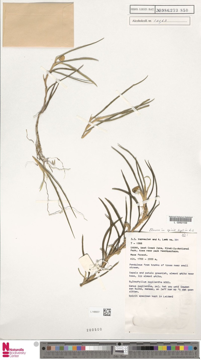 Bulbophyllum ceratostylis