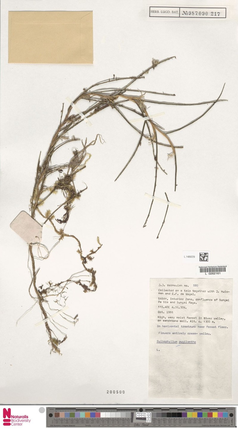 Bulbophyllum ceratostylis photo 2