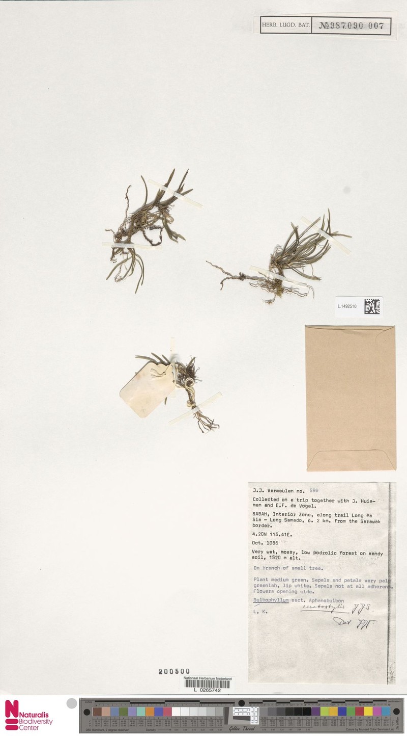 Bulbophyllum ceratostylis photo 3