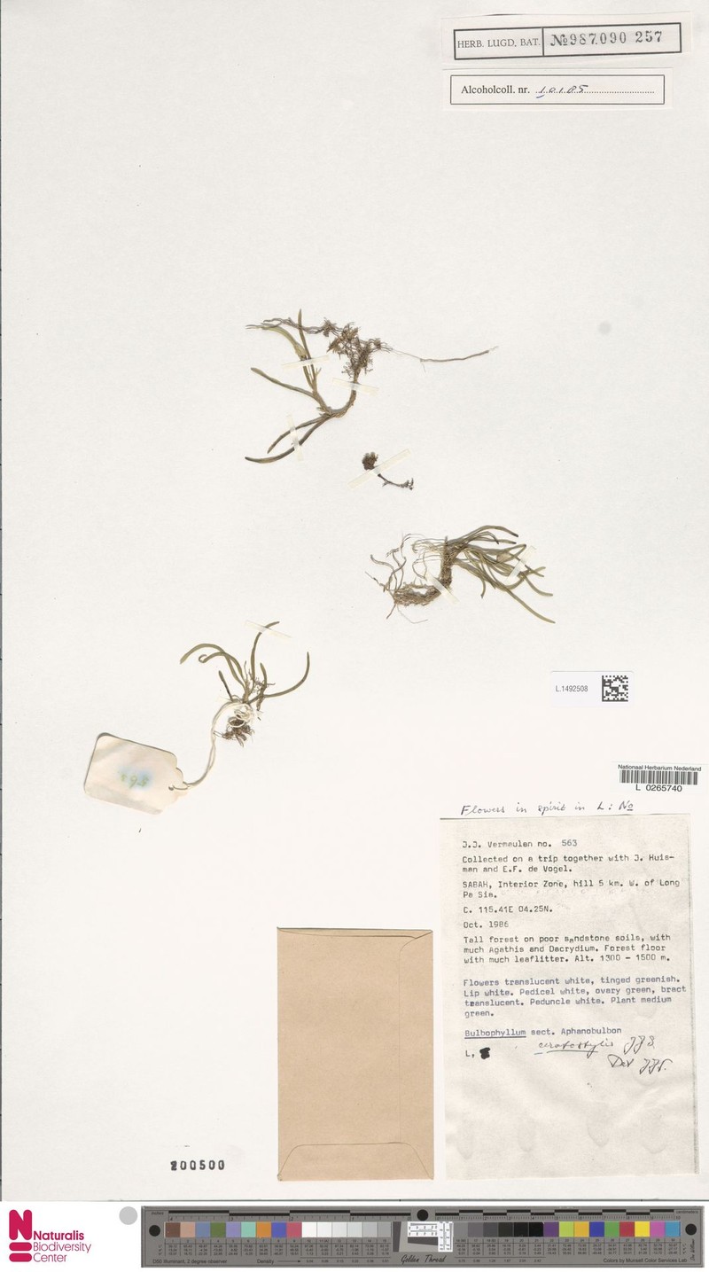 Bulbophyllum ceratostylis photo 4