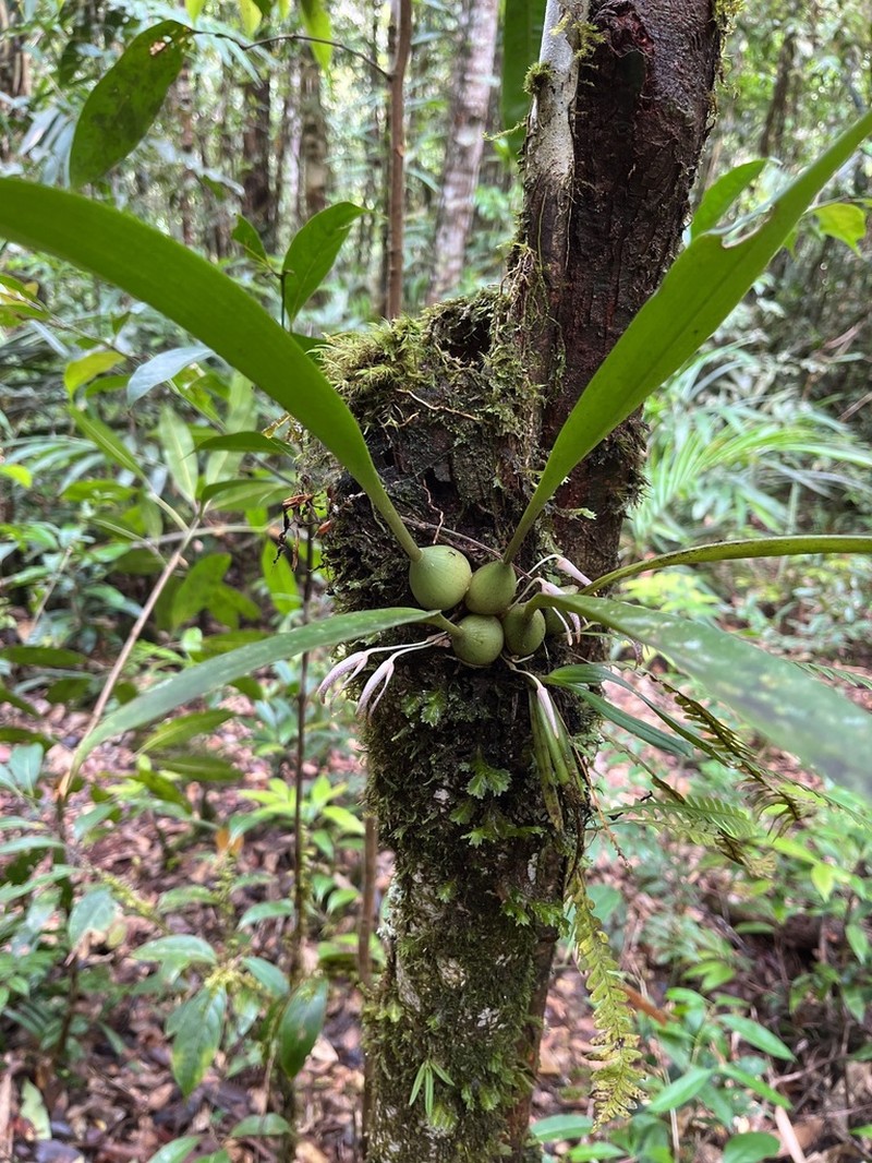 Bulbophyllum cerinum
