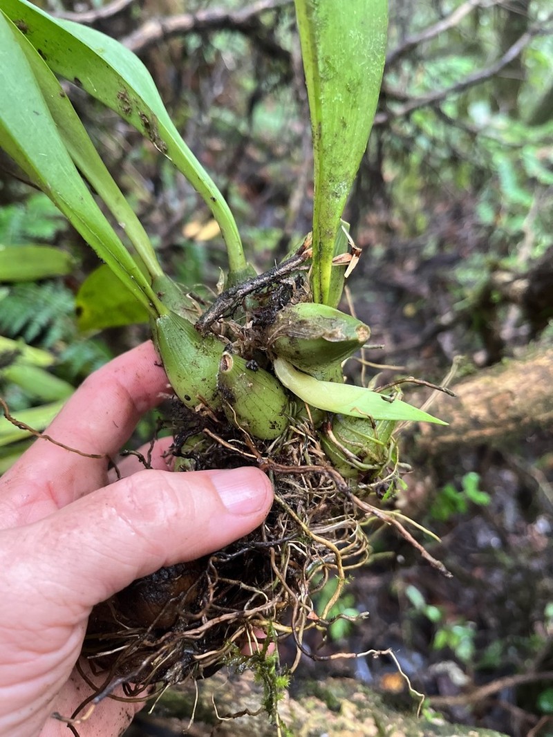 Bulbophyllum cerinum photo 2