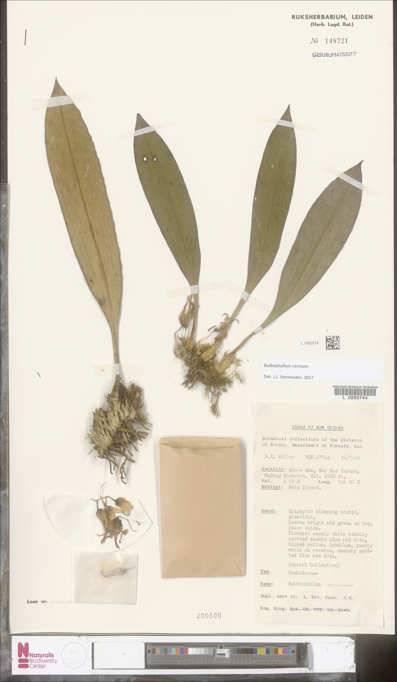 Bulbophyllum cerinum photo 3