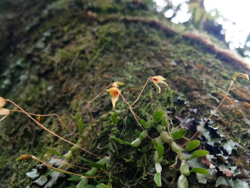 Bulbophyllum cernuum photo 3
