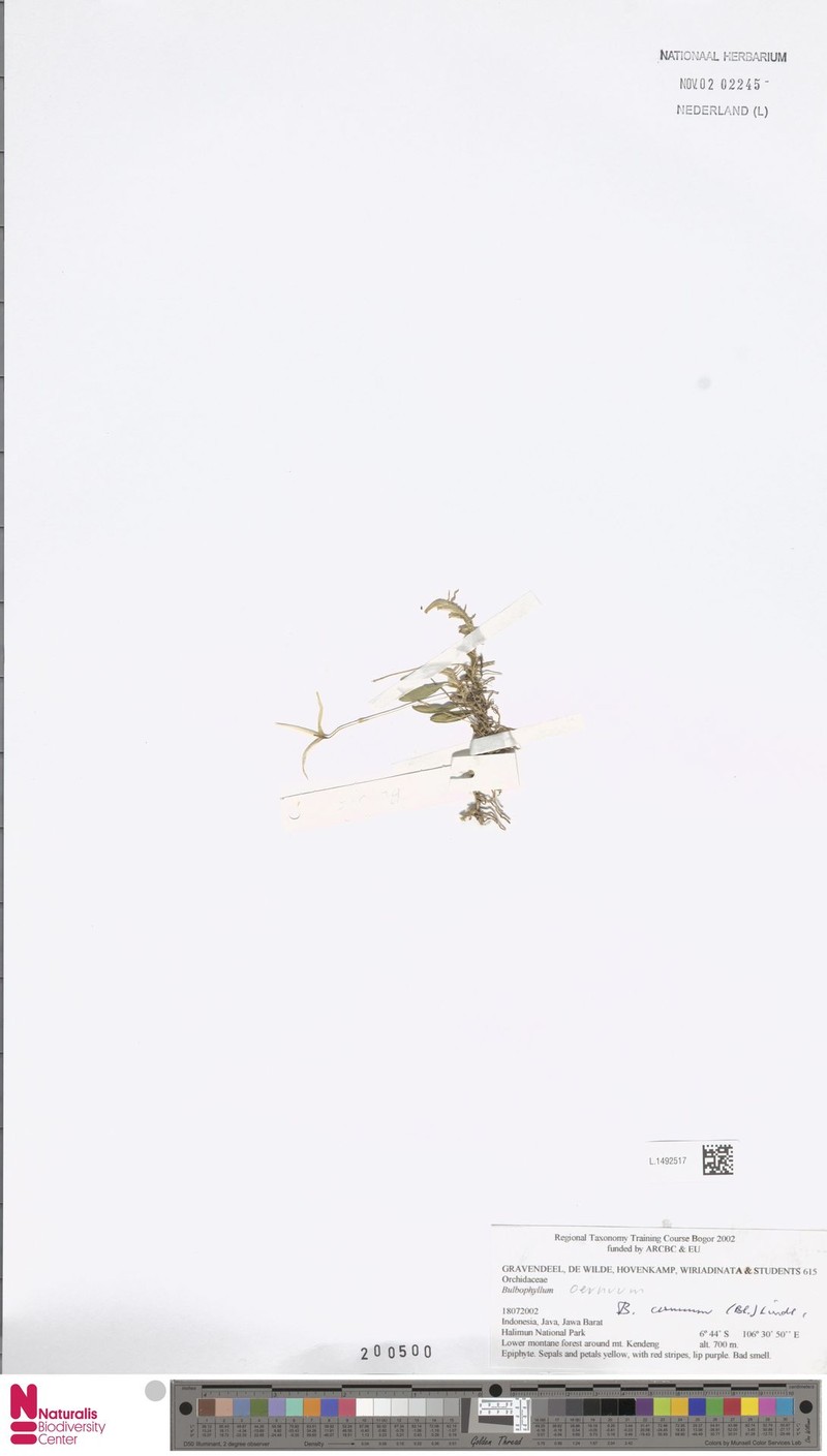 Bulbophyllum cernuum photo 4