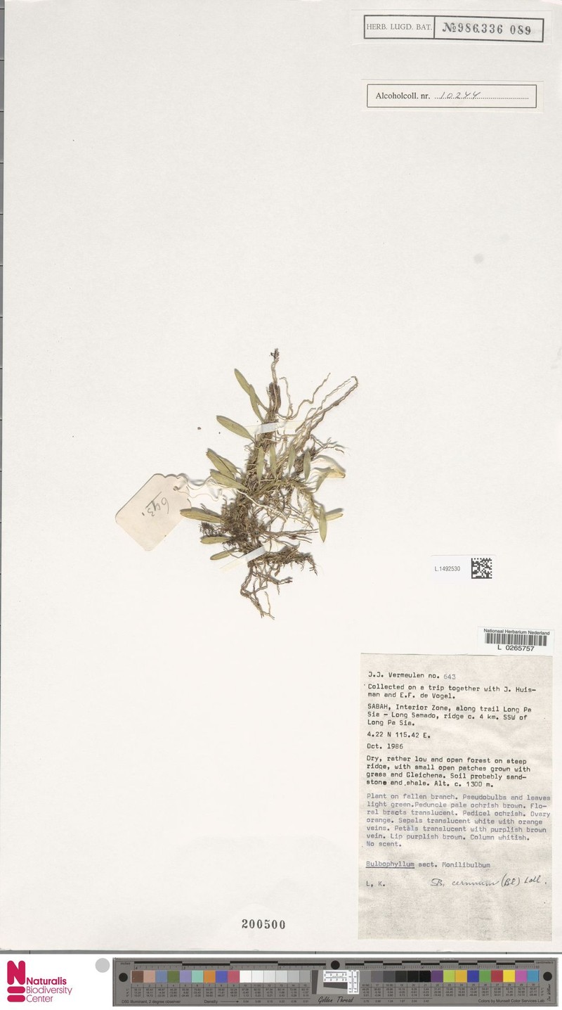 Bulbophyllum cernuum photo 5