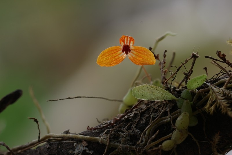 Bulbophyllum chanii