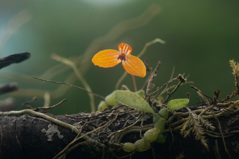Bulbophyllum chanii photo 2