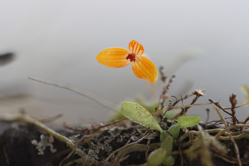 Bulbophyllum chanii photo 4