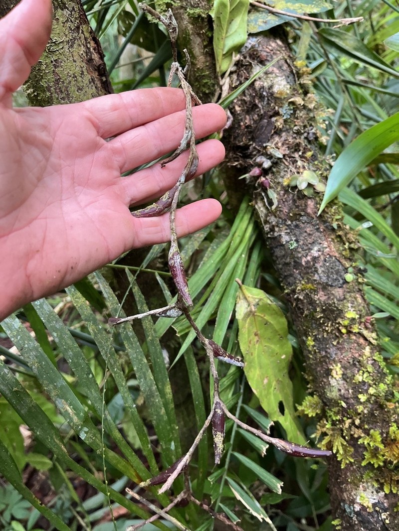 Bulbophyllum chaunobulbon