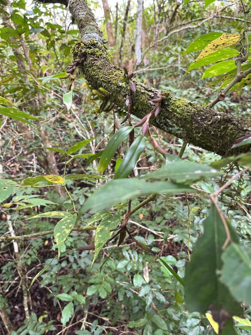 Bulbophyllum chaunobulbon photo 2