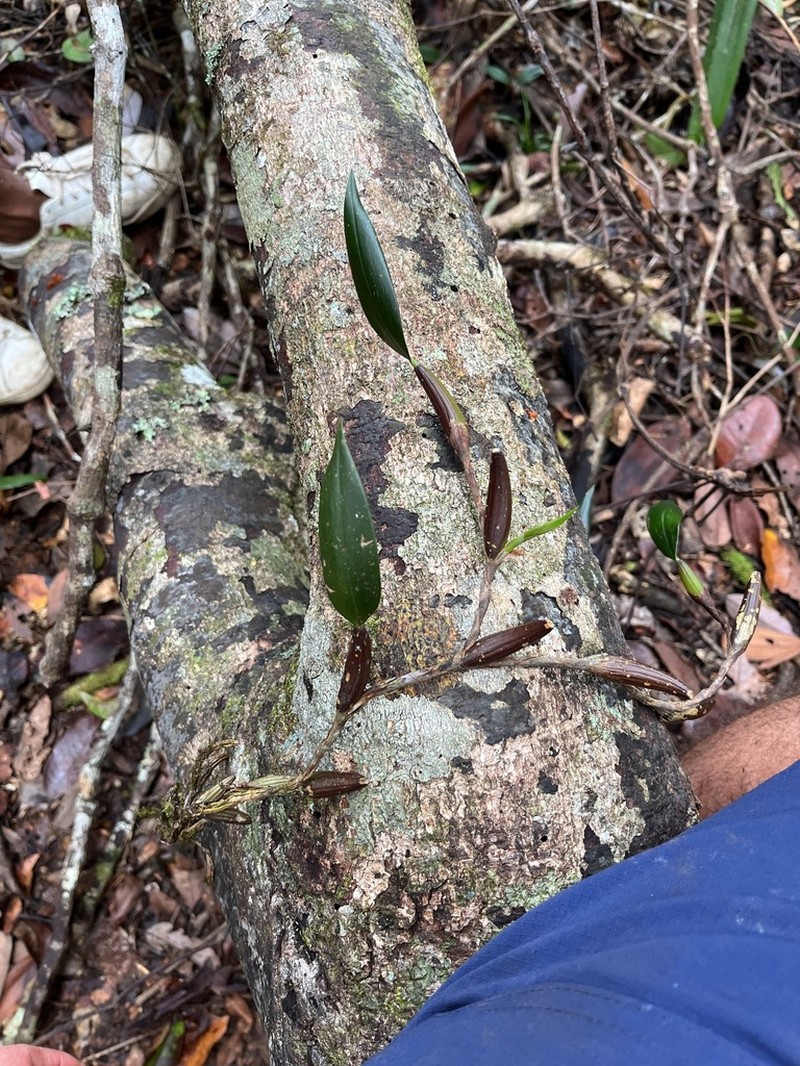 Bulbophyllum chaunobulbon photo 3